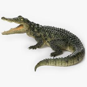 Crocodile 3D